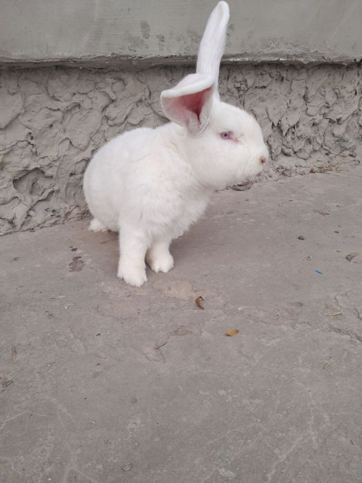 Самець Білий Велетень