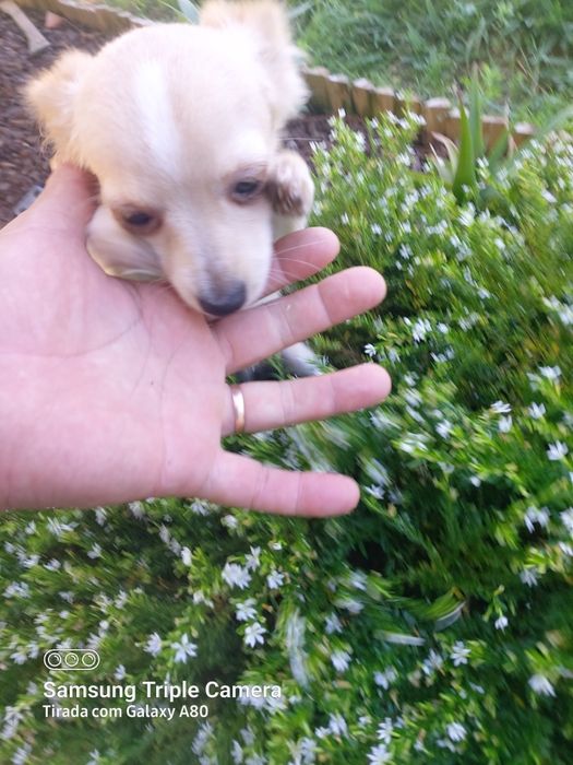 Lindo menin chihuahua