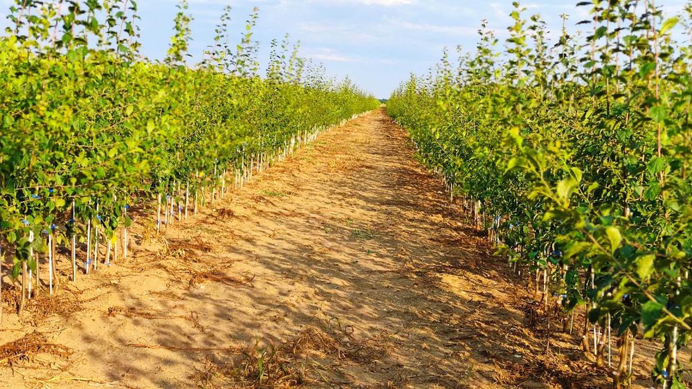 Drzewka owocowe wszystkie gatunki