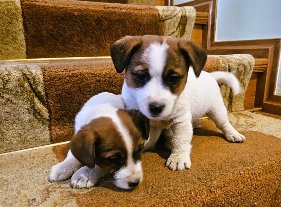 Suczka Szczeniak Jack Russell Terrier