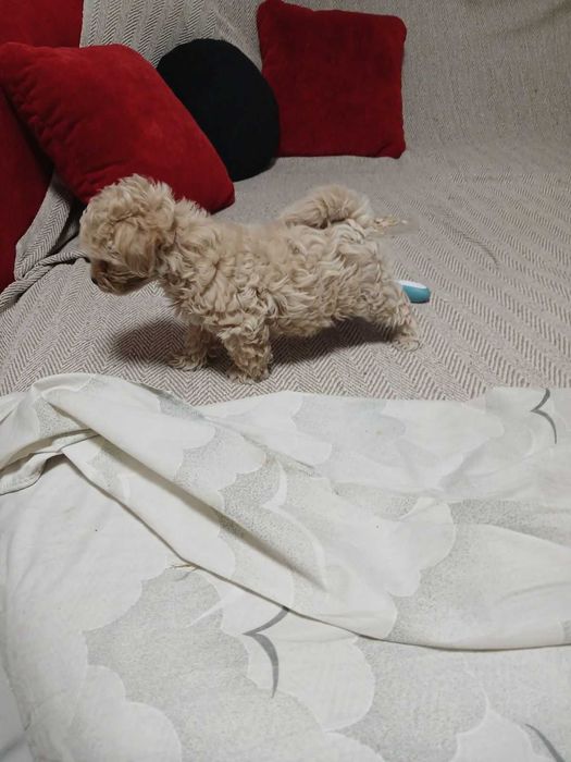 Мультипу. Мальчик F1. SEM. 17.03.2024. ГАРНА ЦІНА !!!