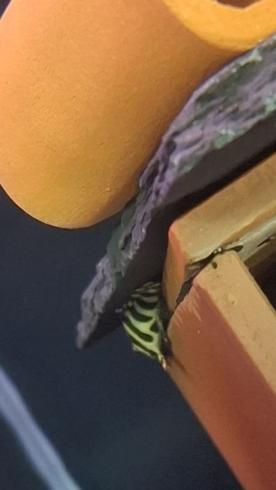 Peckoltia compta L-134 zbrojnik, glonojad