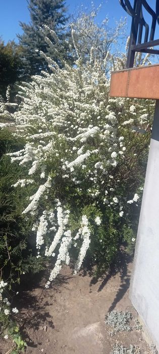 Sadzonki kwiatow ogrodowych