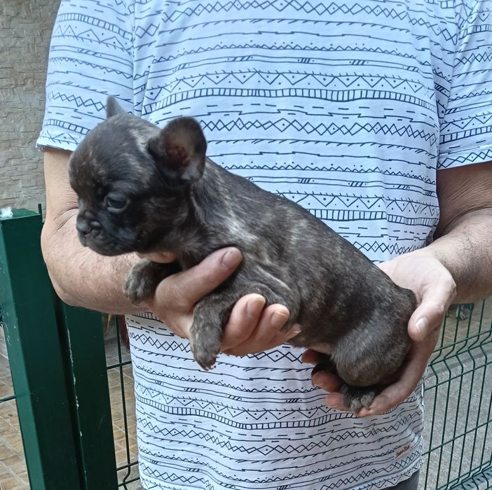 Bulldog francês blue Brindle