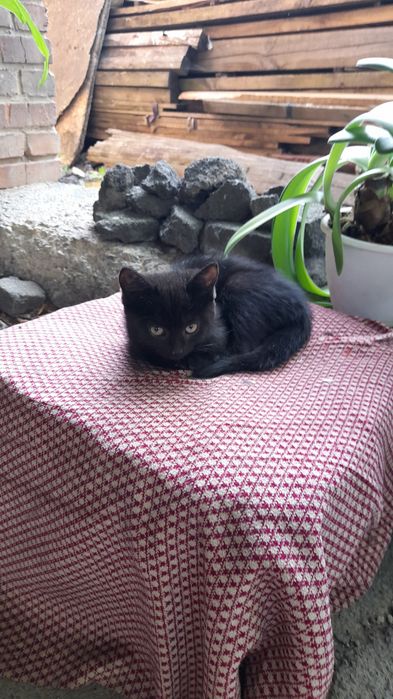 Отдам котика в хорошие руки