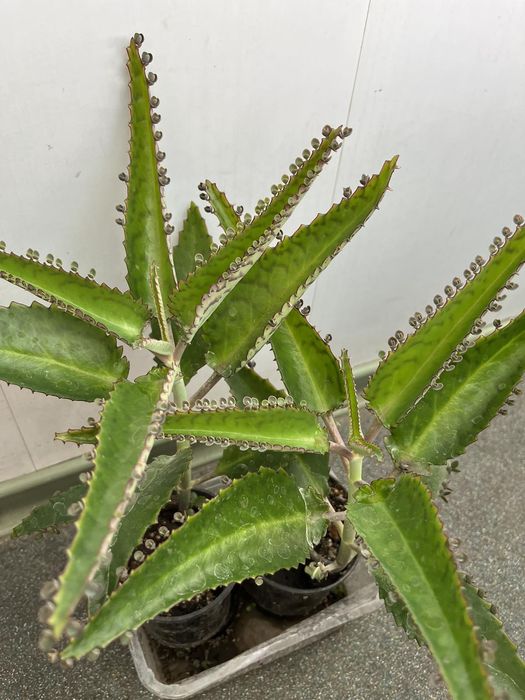 Каланхое лечебный высота от 35см