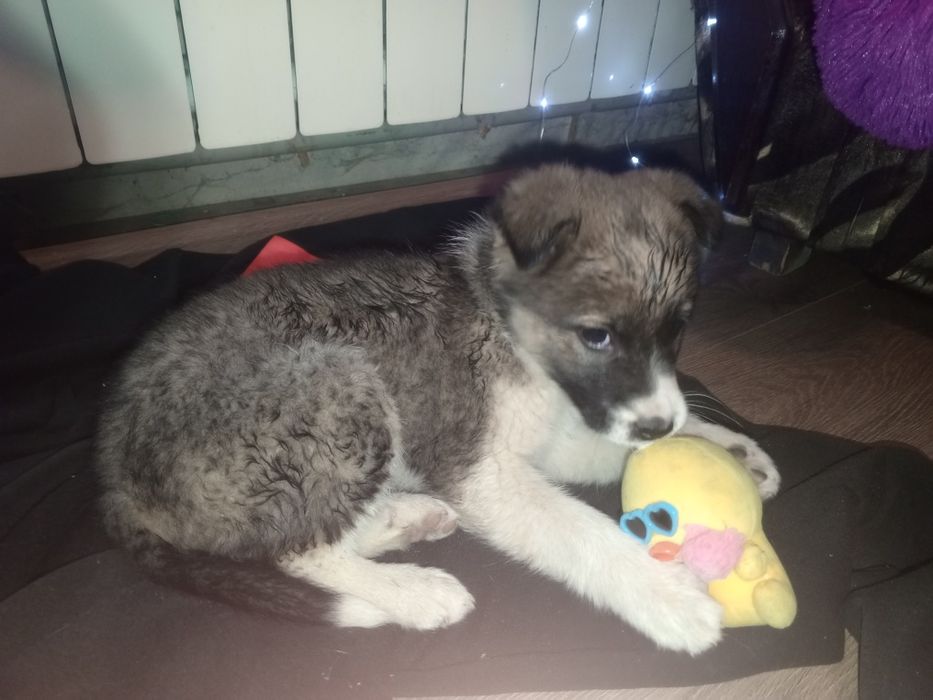 Срочно отдам щенка