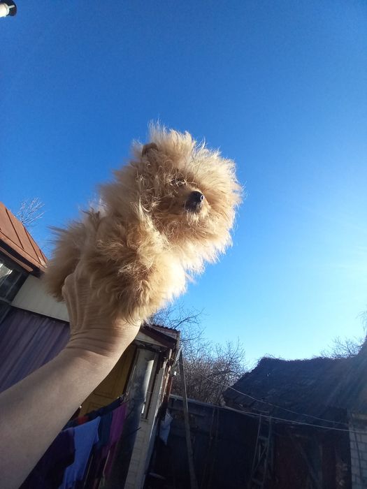 Мини девочка шпицепу