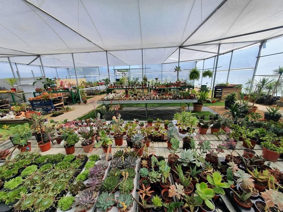 Viveiro de plantas - Garden center
