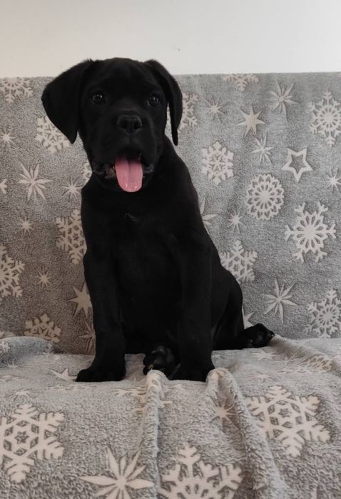 Віп красотка. Чорна кане-корсо для цінителів породи