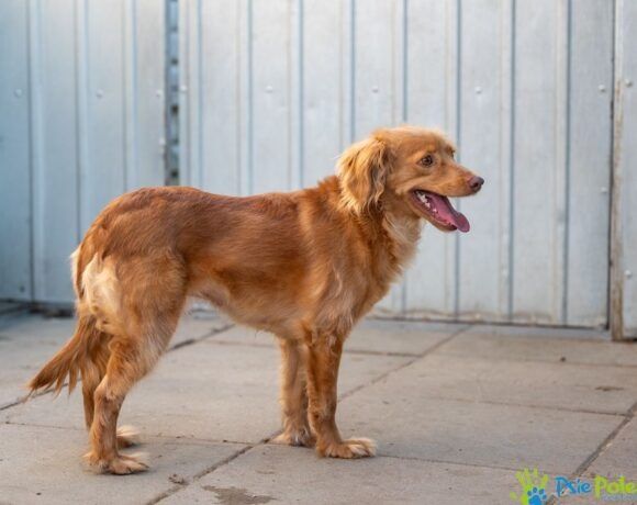 Piękna sunia KINIA szuka domu na stałe