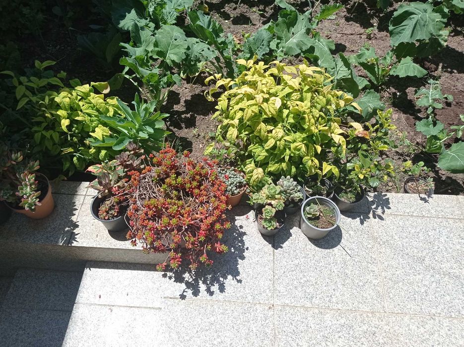 Vendo vasos de  suculentas a preço muito acessível.