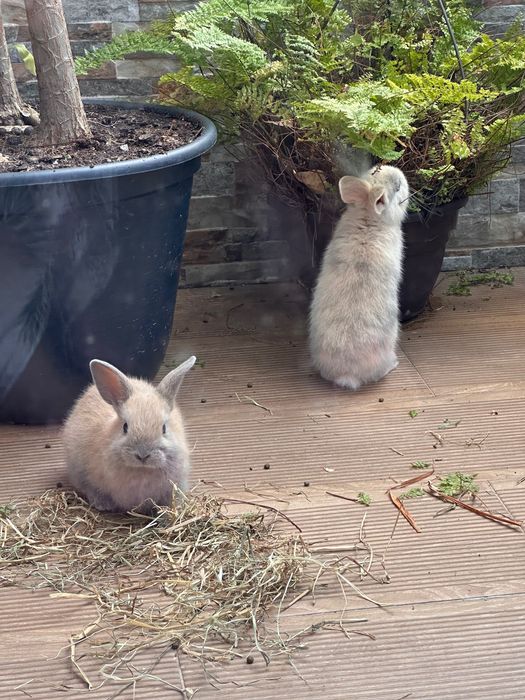 Coelhinhos a venda coelhos