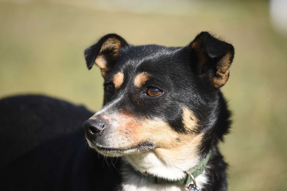 Rukola - mała suczka szuka domu