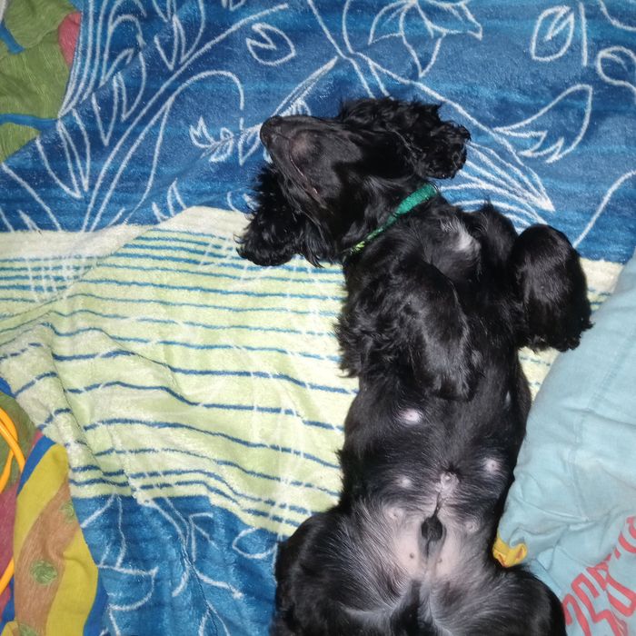 Англійський кокер спанієль,запрошує дам на побачення!