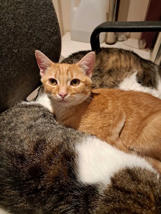 Enzo poleca się do adopcji!