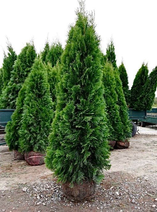 Tuja szmaragd, tuje od 60 do 250 cm! Thuja brabant do 270!
