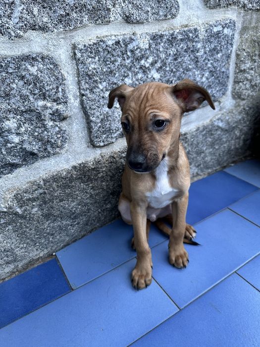 Cachorrinhos para Adoção