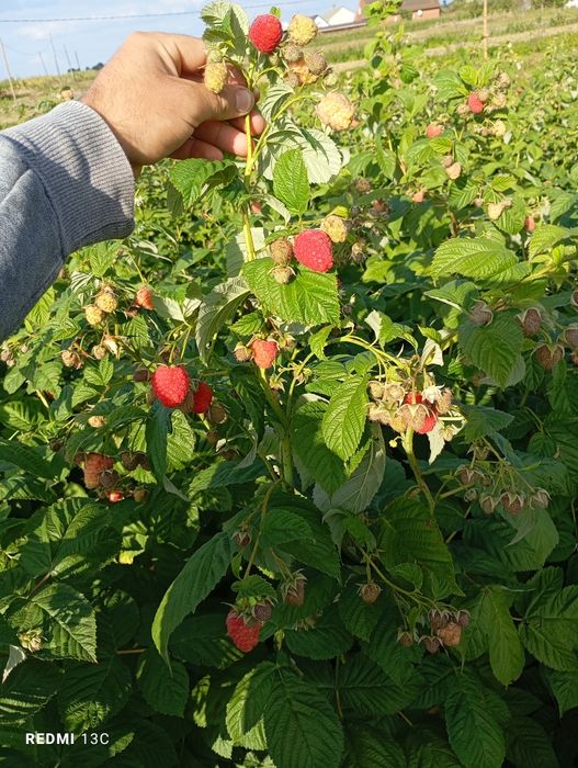 Продам саджанці малини