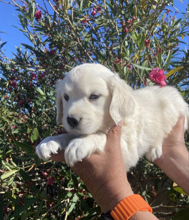 Golden retriever