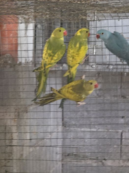 Ring neck Malhado, Casal turquesa,Casal fêmea cremina macho lutino