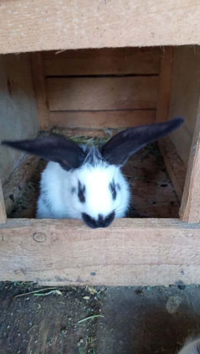 Продам НСВ кроликів