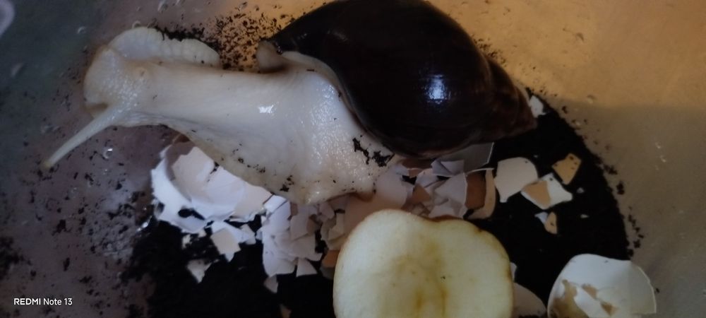 Sprzedam ślimali afrykańskie