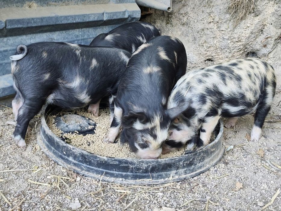 Leitões kune kune