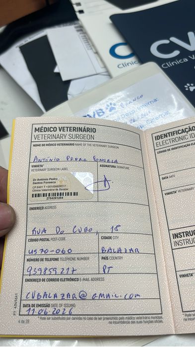 Fêmea Chihuahua muito pequena