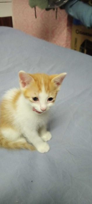 Рыжие котята -братики ищут семью