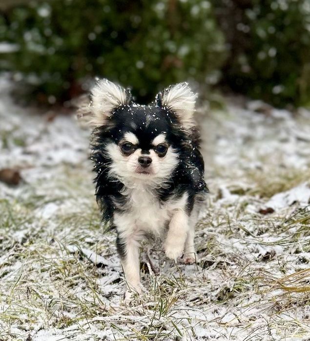 Chihuahua długowłosy chłopiec husky FCI / ZKWP