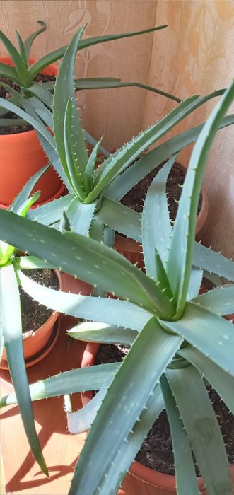 Алоэ вера и алоэ древовидное