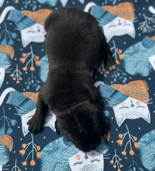 Czarny szczeniak Cane Corso szczeniaczek mocni rodzice, rodowód