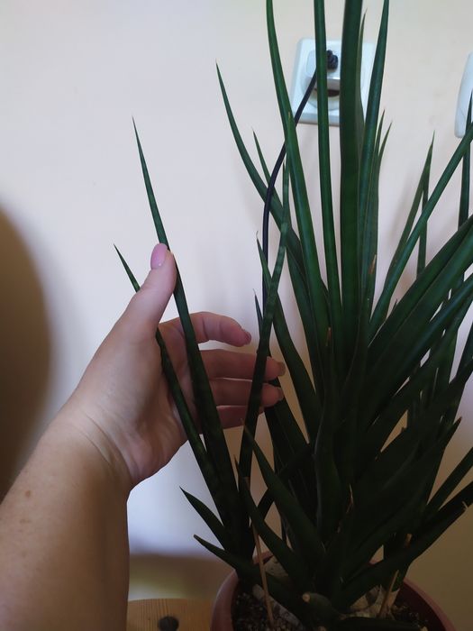 Сансевієрія TORCH