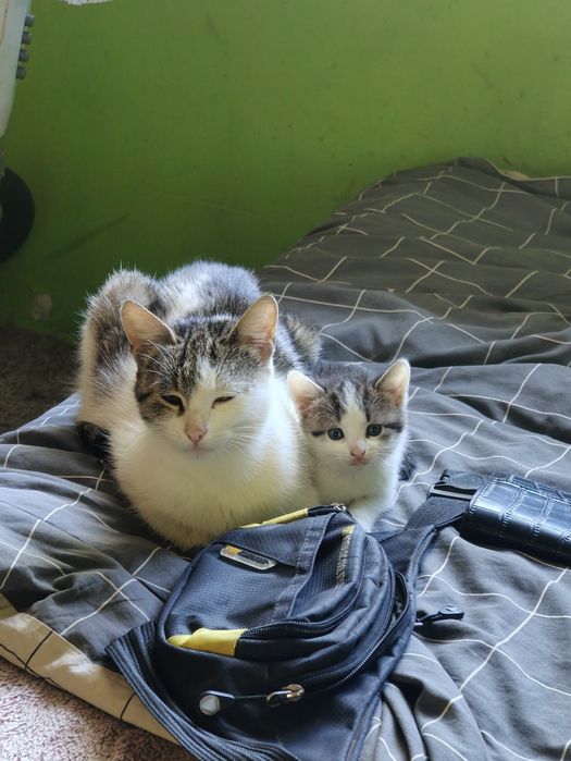 Mam do oddania koty za darmo