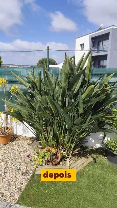Limpeza e Manutenção de Jardins