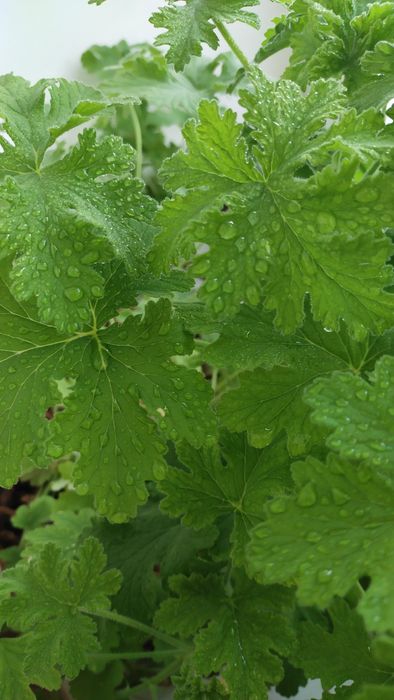 Пеларгония лимонная и комнатная мята или плектрантус