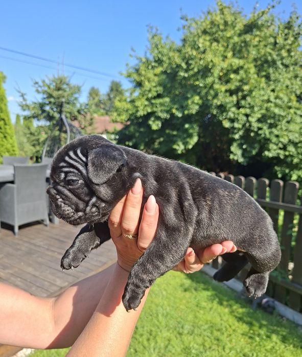 Buldog francuski