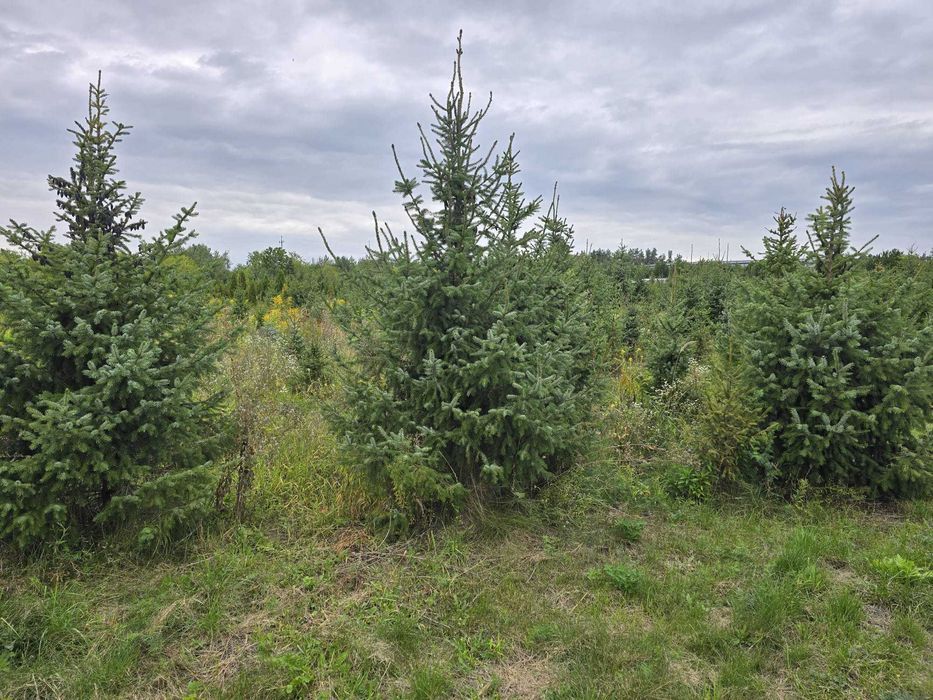 Świerk serbski, Picea OMORICA wys.200-230cm Usługa sadzenia