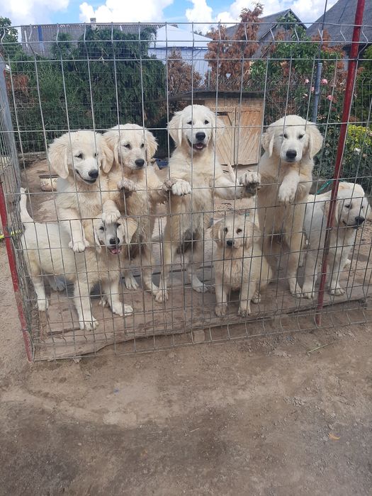 Golden z rodowodem dwu pokoleniowym