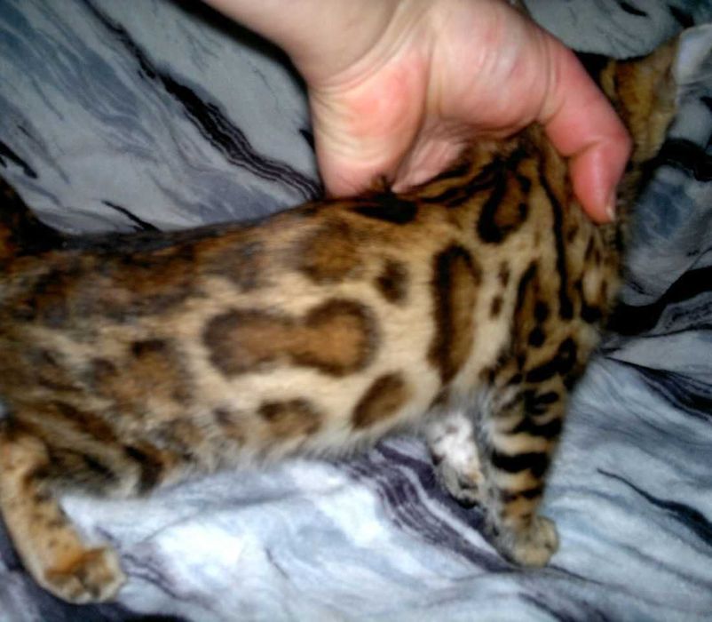 Шикарна клубна бенгальська дівчинка BENn24