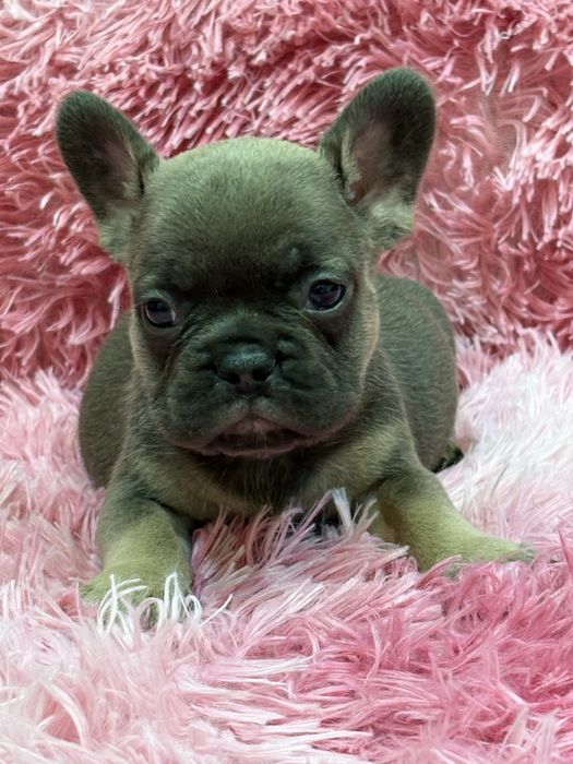 Французский бульдог