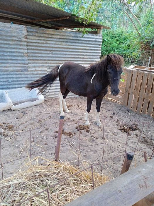 Vendo pónei malhado