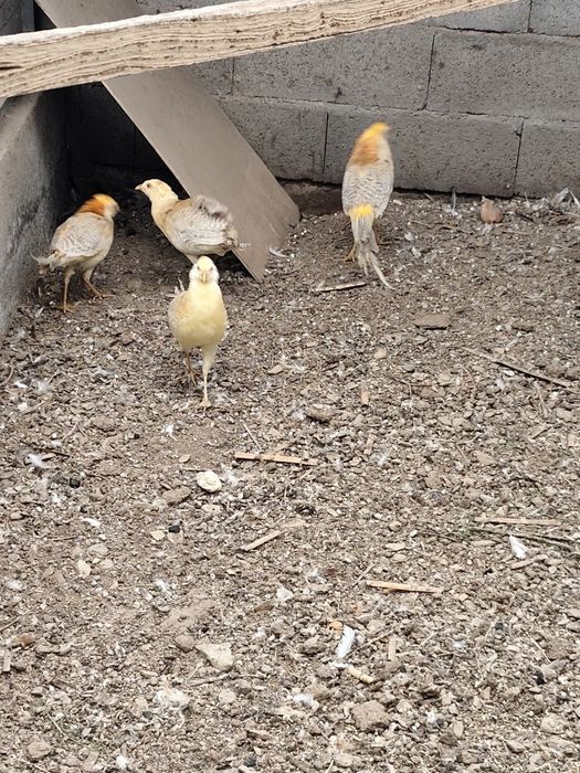 Faisões gi gi ou canário