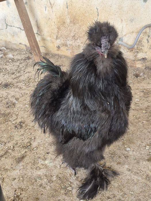 Sedosas do Japão  barbudas