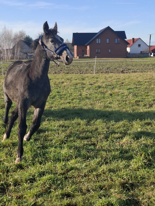 Siwa klaczka rasy ślaskiej