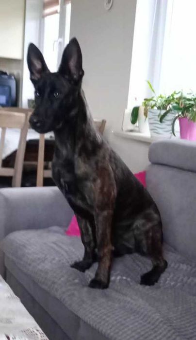 Owczarek holenderski suczka