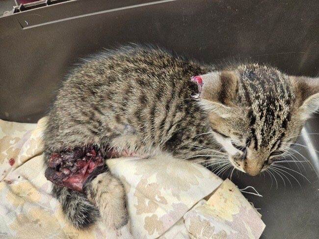 Mały Lufcik stracił łapkę i pół uszka… czy ktoś go pokocha?