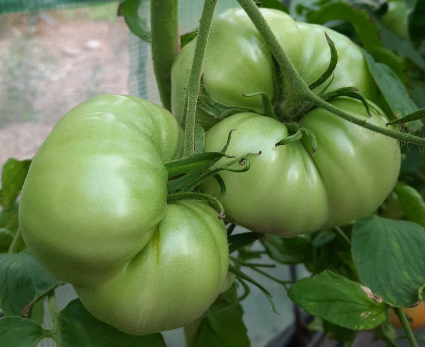 pomidor Wheel Feris nasiona kolekcjonerskie