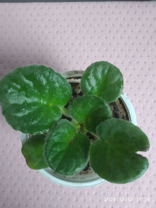 Фиалка детка 30 гр